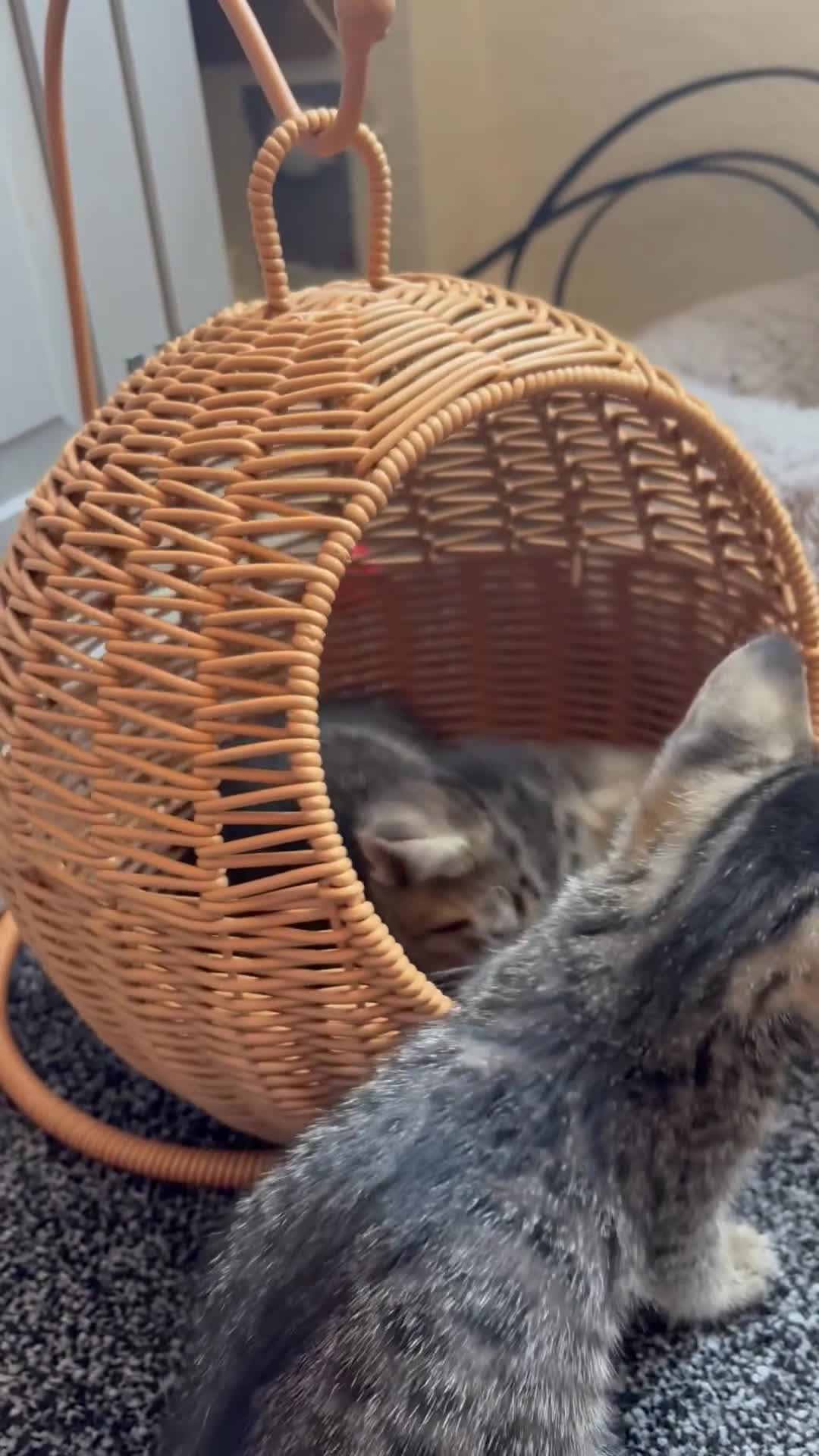 Mixed Breed cats for sale: 9 week old kittens ready to leave.  - Video 2