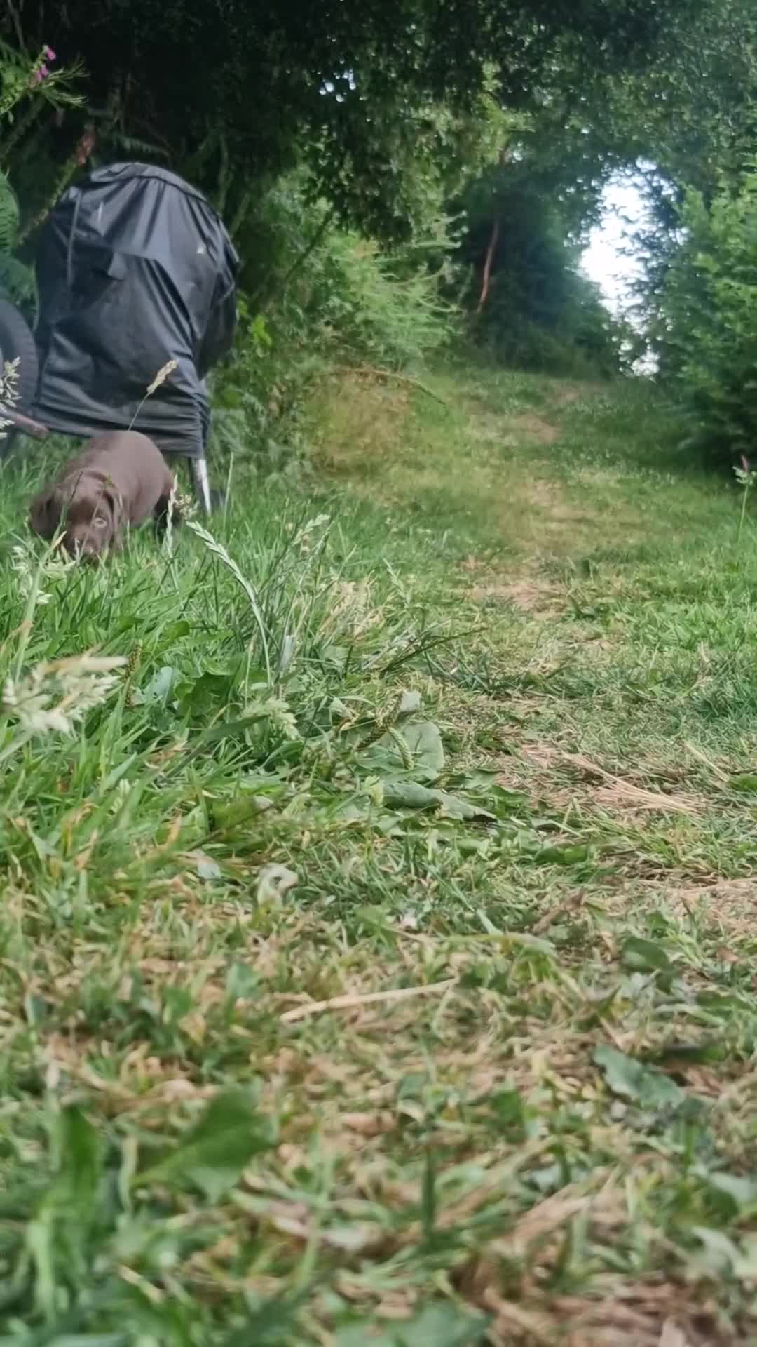 Mixed Breed dogs for sale: Viszla x German shorthaired pointer  in Crickhowell - Video 1