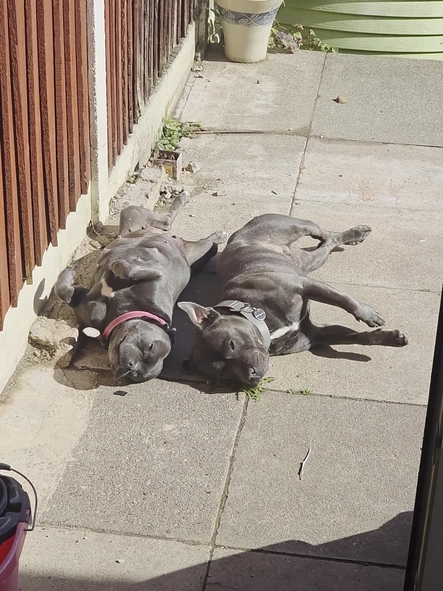 Staffordshire Bull Terrier dogs for sale: 6 Beautiful Staffordshire bull terrier puppies, - Video 1