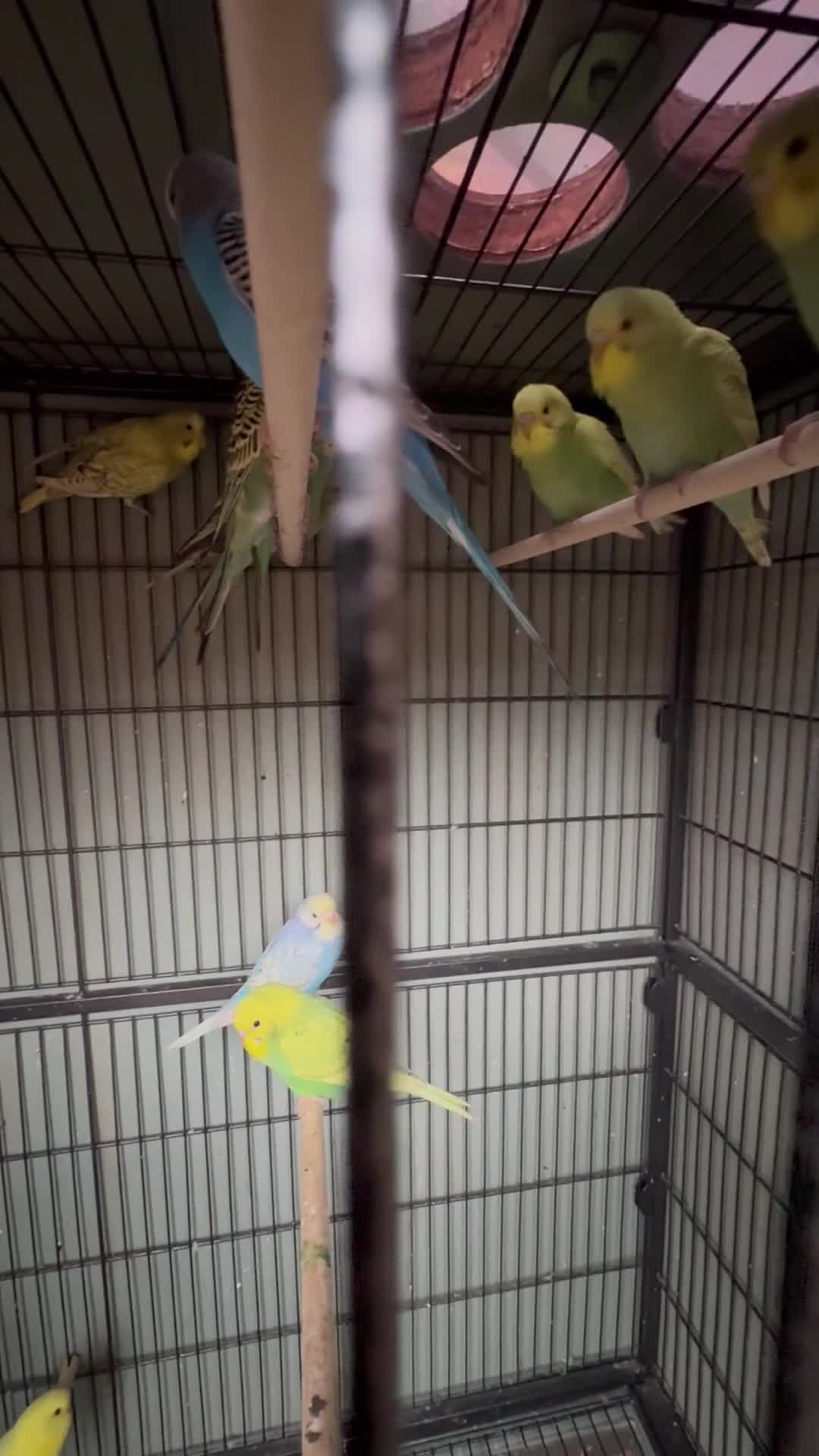 Budgerigars birds for sale: Baby budgies for sale - Video 1