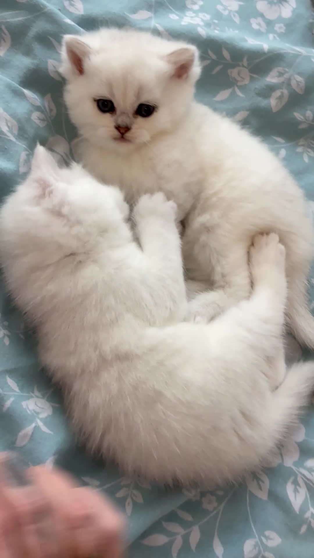 British Shorthair cats for sale: Beautiful British shorthair kitten ready to go - Video 3