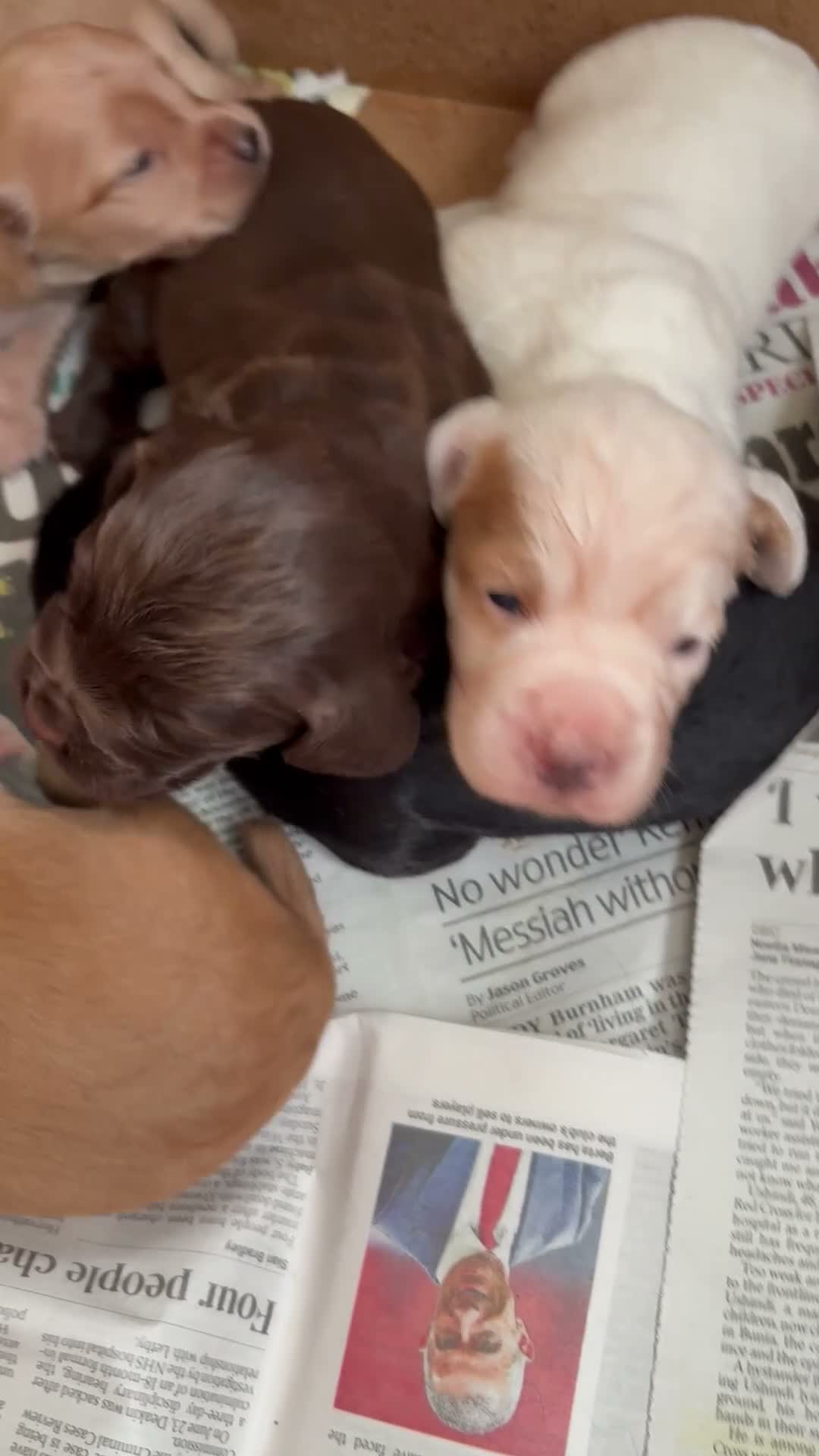 Cocker Spaniel dogs for sale: Working cocker spaniel  in Dorchester - Video 2