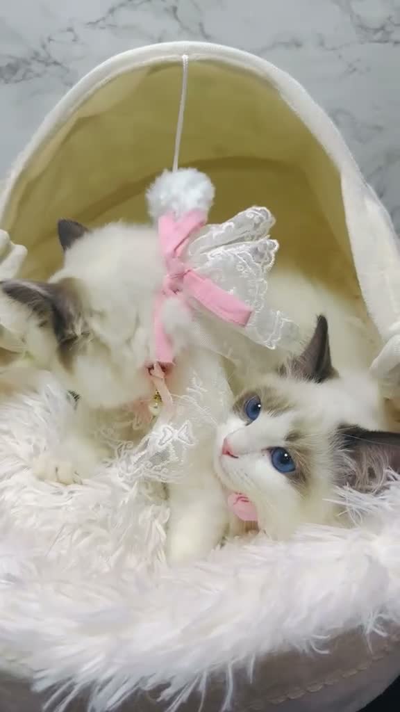 Ragdoll cats for sale:  🌸 GCCF/TICA Registered Pedigree Ragdoll Kittens  - Video 3