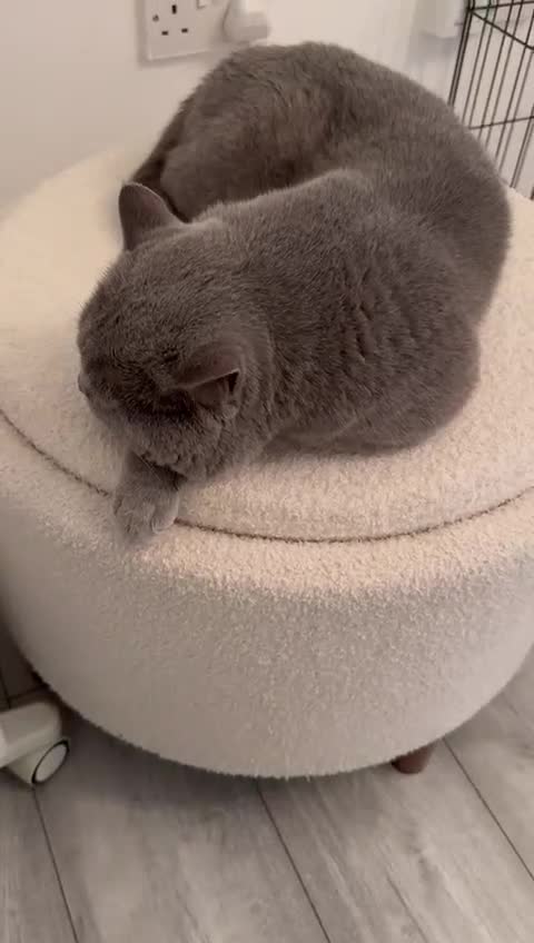 British Shorthair cats for sale: Beautiful British shorthair kittens - Video 1