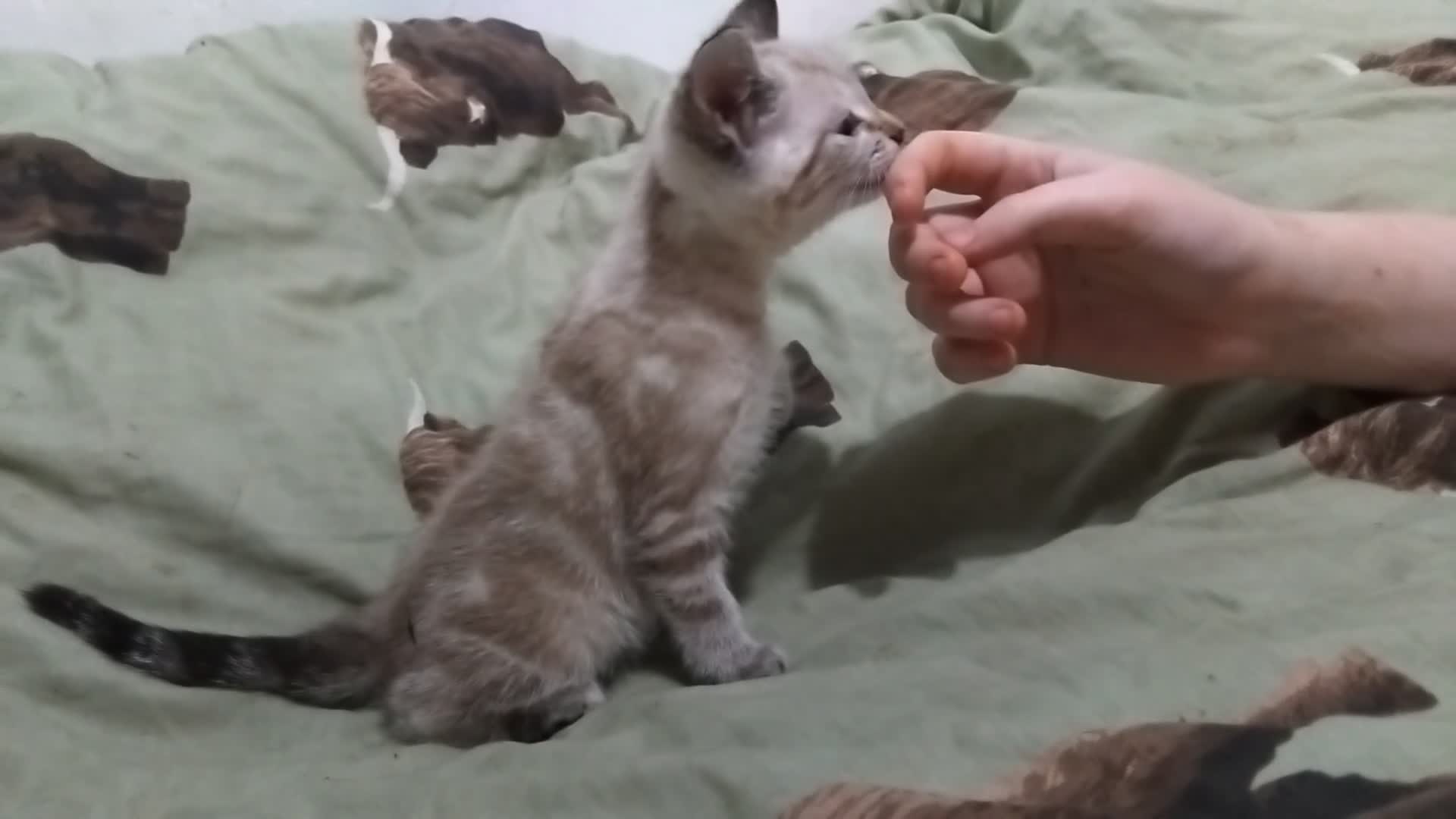 British Shorthair cats for sale: x1 female left  - Video 2