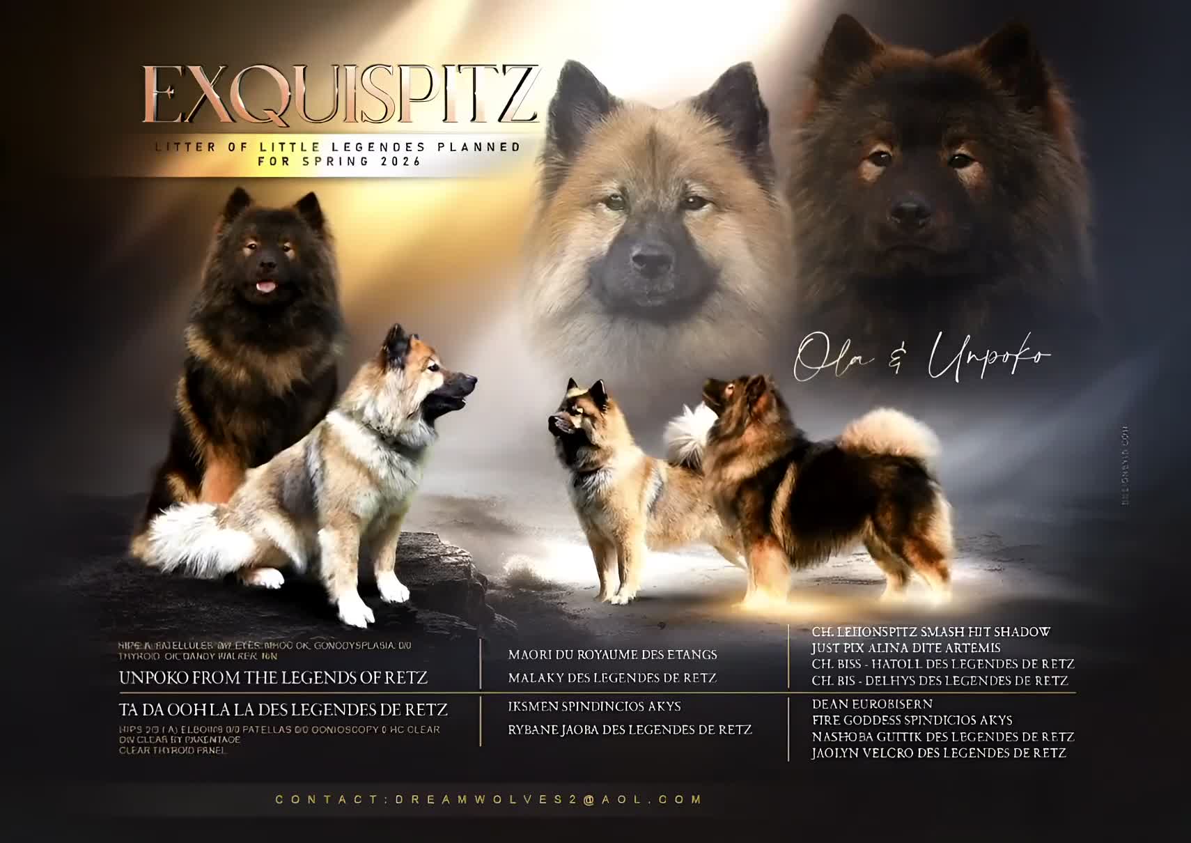 Eurasier dogs for sale: EXQUISPITZ Lovingly home reared Euraiser Puppies  - Video 1