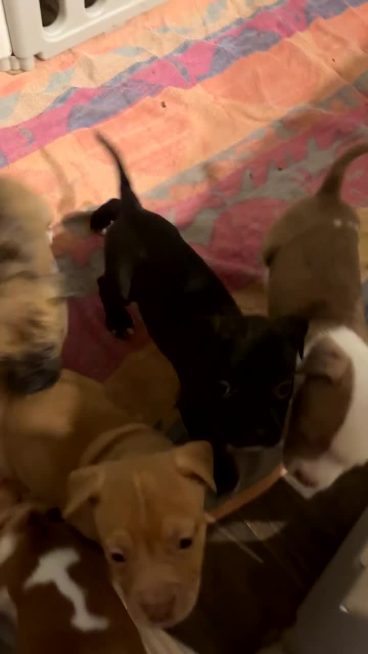 Mixed Breed dogs for sale: American bully X American bulldog puppies  - Video 1
