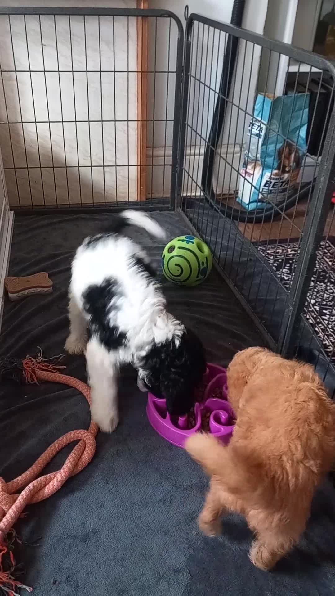 Cockapoo dogs for sale: Beautiful colourful Cockapoo puppies - Video 4