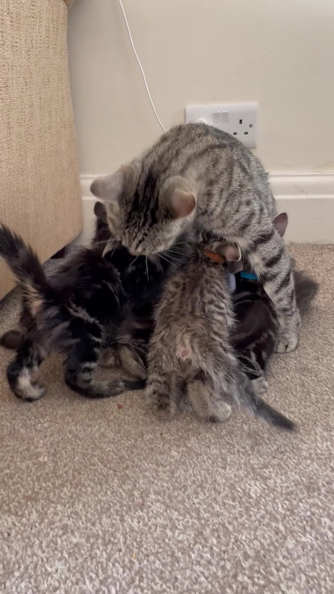 Mixed Breed cats for sale: Adorable Tabby Kittens - Video 1