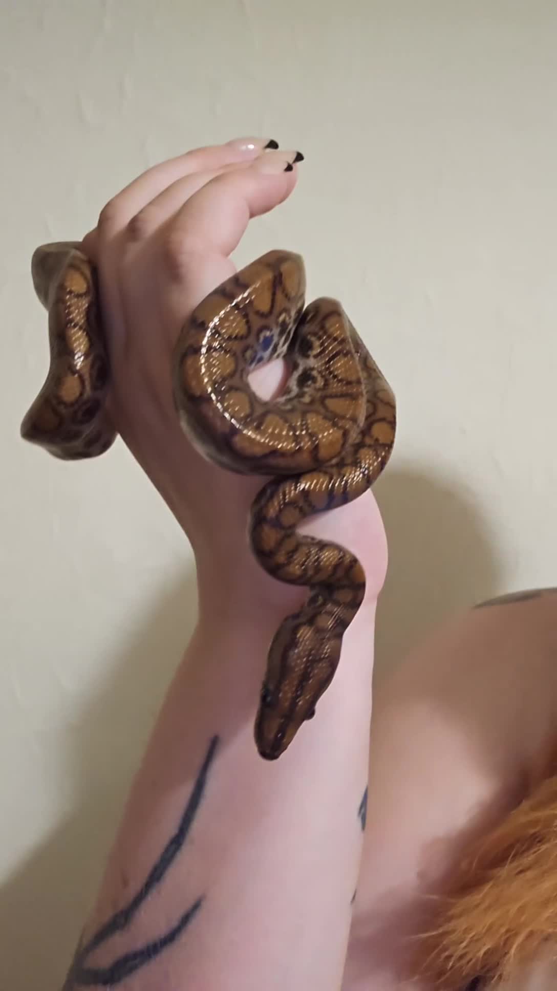 Snake reptiles for sale: Brazilian rainbow boa female - Video 1