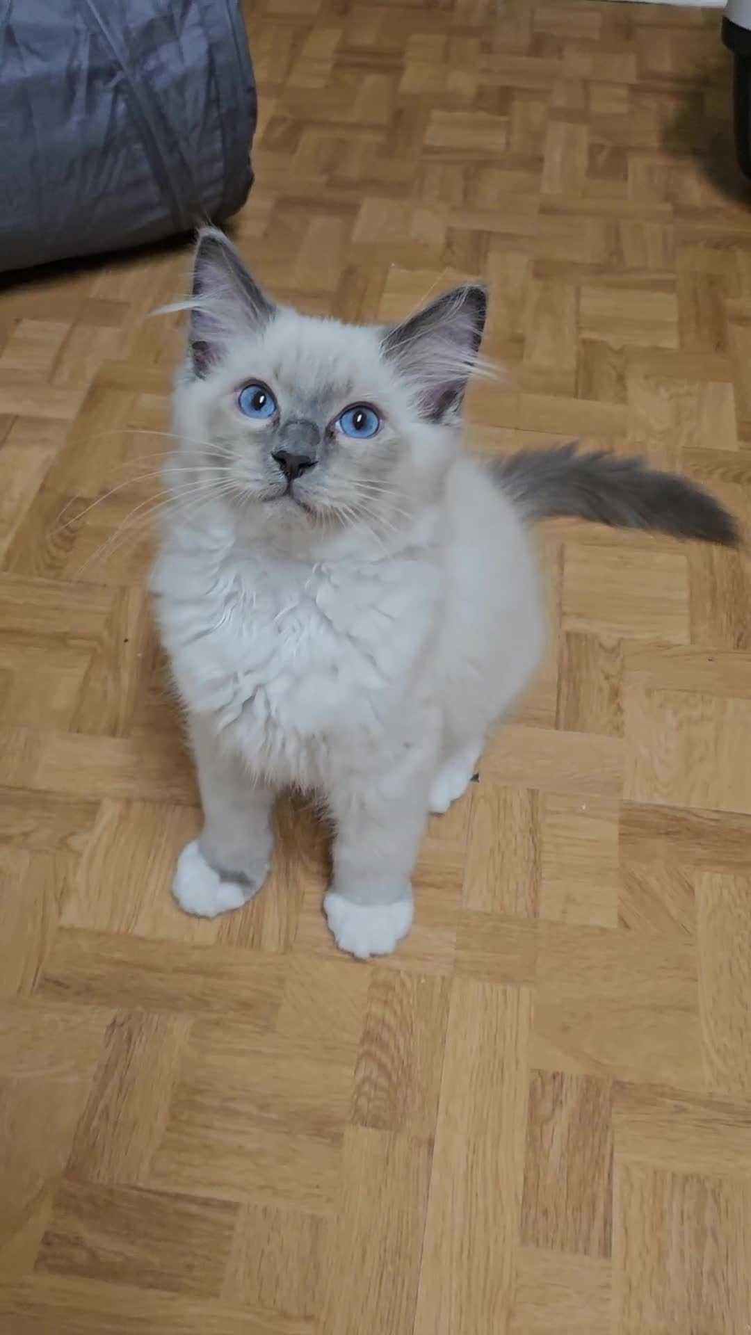 Ragdoll cats for sale: 💛*GCCF Registered *💛Pedigree Ragdoll kittens - Video 3