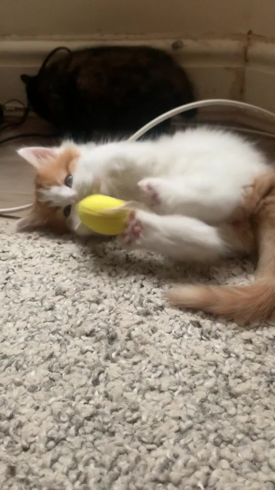 Mixed Breed cats for sale: Two girls and a boy Kuril bobtail mix - Video 3