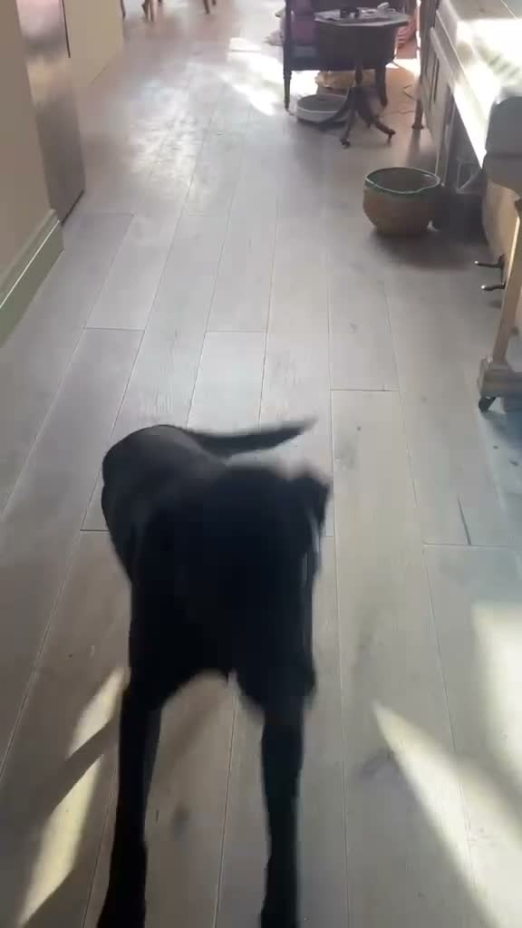 Labrador Retriever dogs for sale: KC Labradors | Wonderful Family Temperaments in London - Video 1