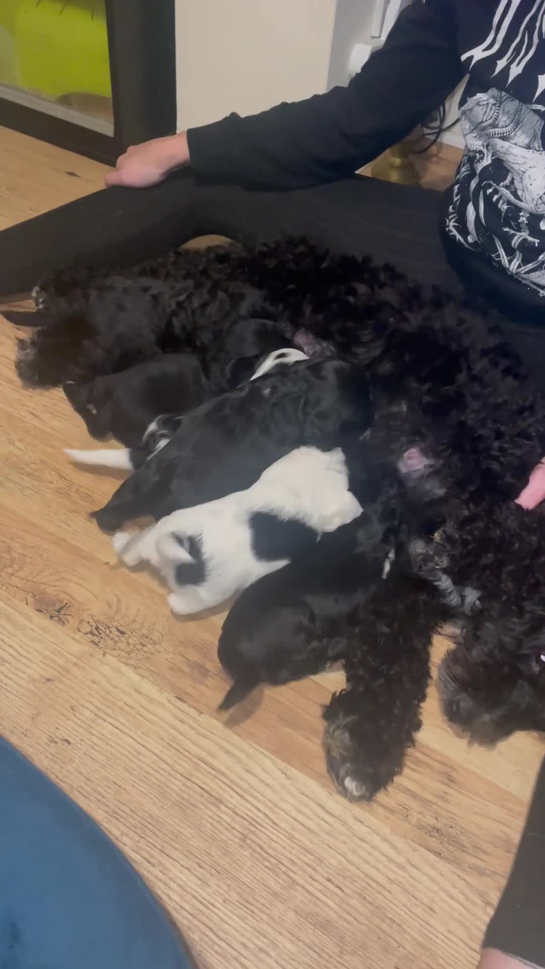 Mixed Breed dogs for sale: Gorgeous cockapoo puppies  - Video 1