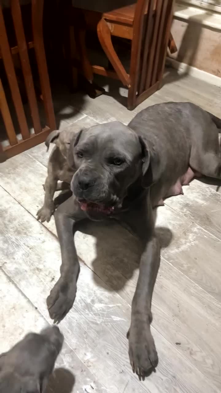 Cane Corso dogs for sale:  Cane Corso blue eyes, puppies  - Video 3