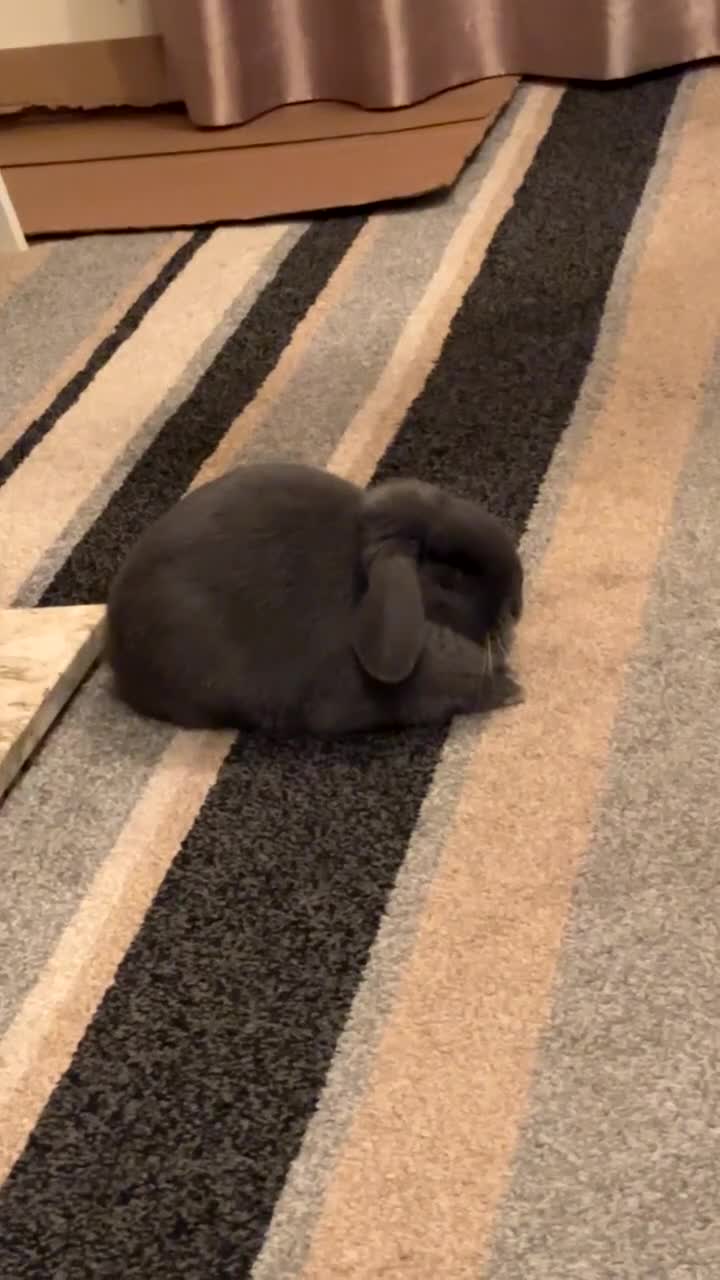 Mini Lop rabbits for sale: Mini lop male rabbit for sale  - Video 5