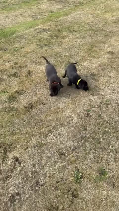 Labrador Retriever dogs for sale: Beautiful KC Registered Labrador Puppies - Video 3
