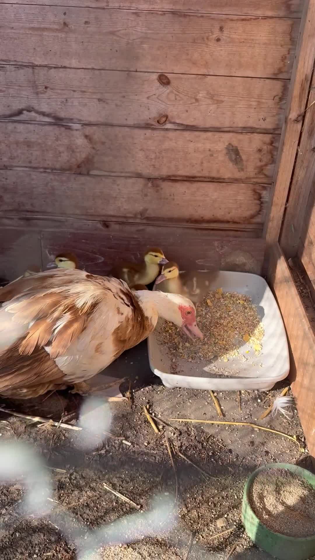 Ducks poultry for sale: Gorgeous and Muscovy ducklings - Video 5