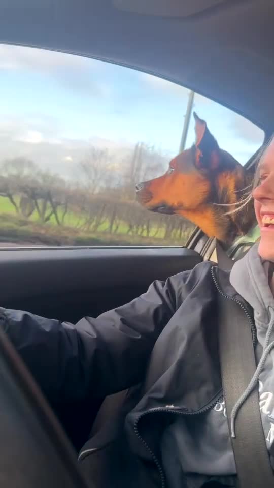 Mixed Breed dogs for sale: Jasper german shepherd cross - Video 3