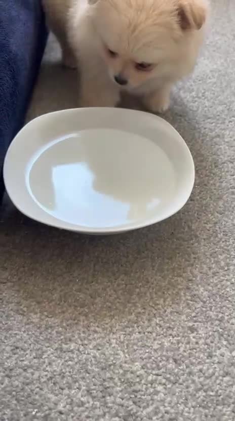 Pomeranian dogs for sale: Pure Pomeranian Puppies - Video 3