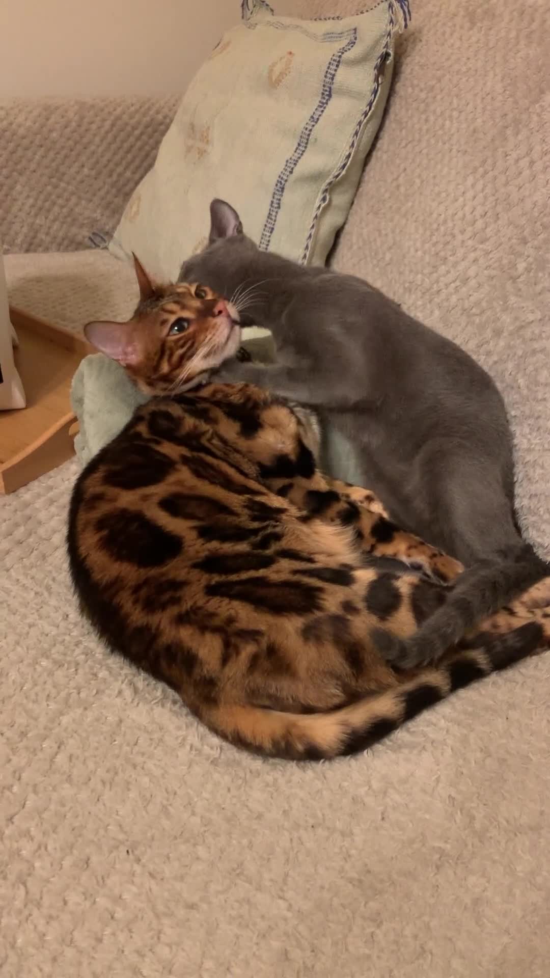 Bengal cats for sale: Mooshi & Summer – Bonded Pedigree Bengal & RB Pair - Video 2