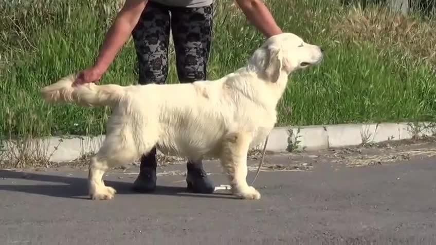 Golden Retriever dogs for sale: Palest Cream KC registered puppies for sale - Video 1