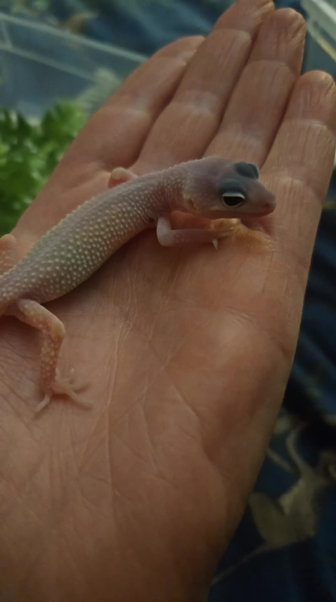Leopard Gecko reptiles for sale: Leopard geckos available  - Video 4
