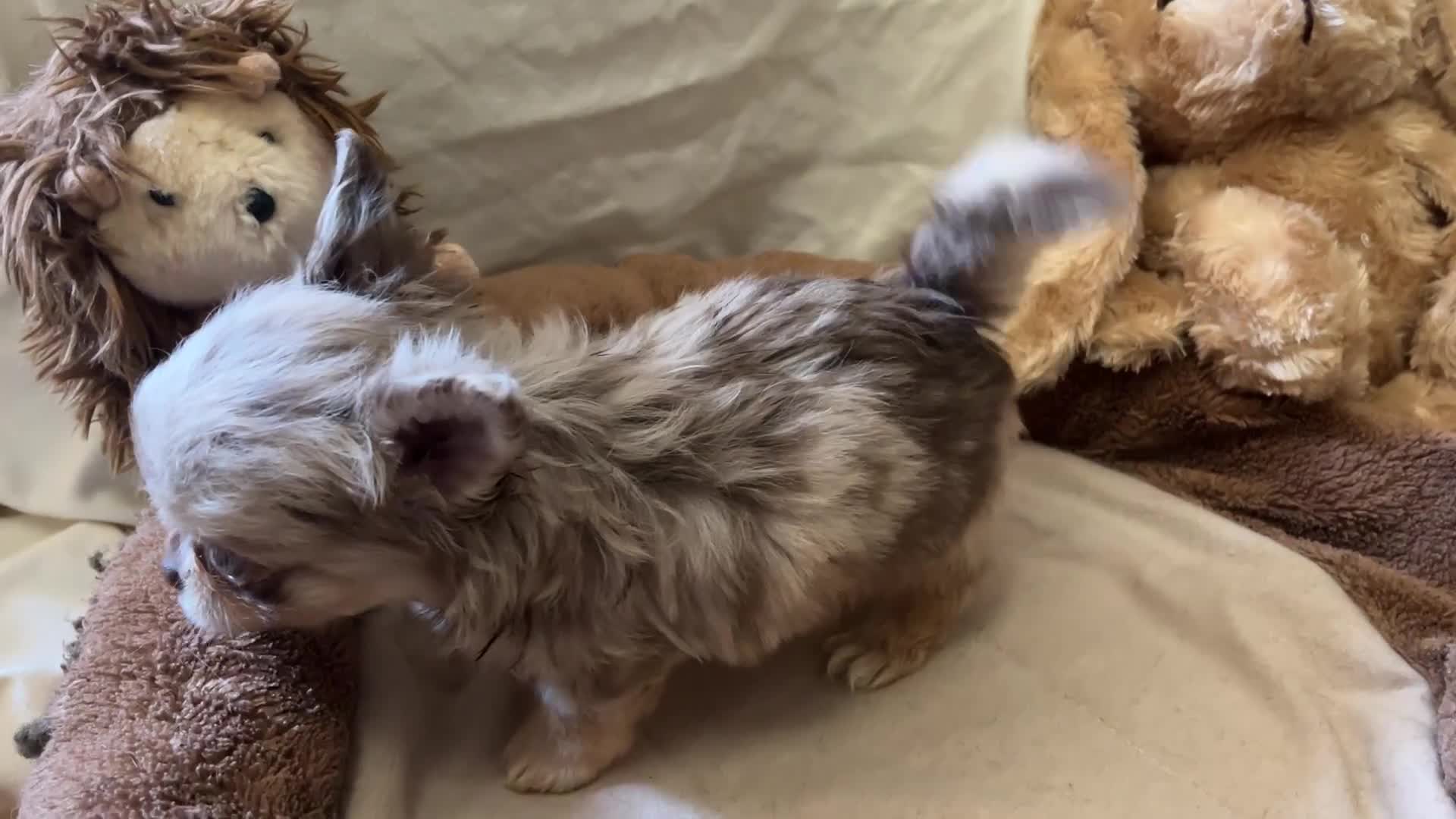 Chihuahua dogs for sale: Chihuahua puppies with blue and green eyes 2 m & 2 - Video 1
