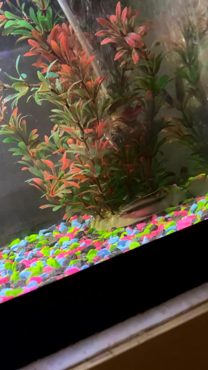 Plecos fish for sale: Peppermint plecos  - Video 1