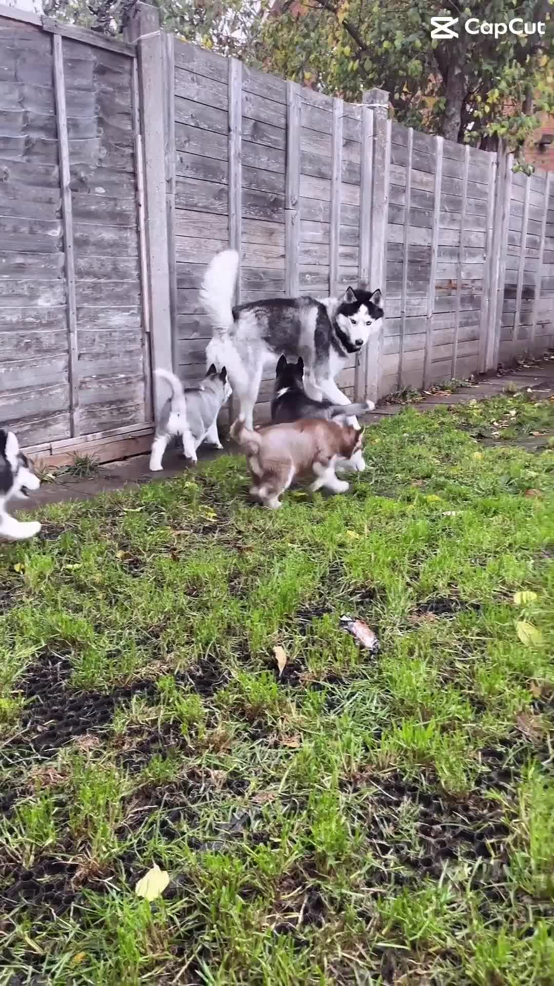 Siberian Husky dogs for sale: Siberian husky puppies available - Video 2
