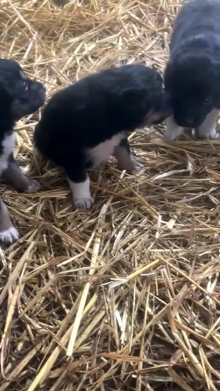 Mixed Breed dogs for sale: COLLIE X HUNTAWAY PUPPIES - Video 1