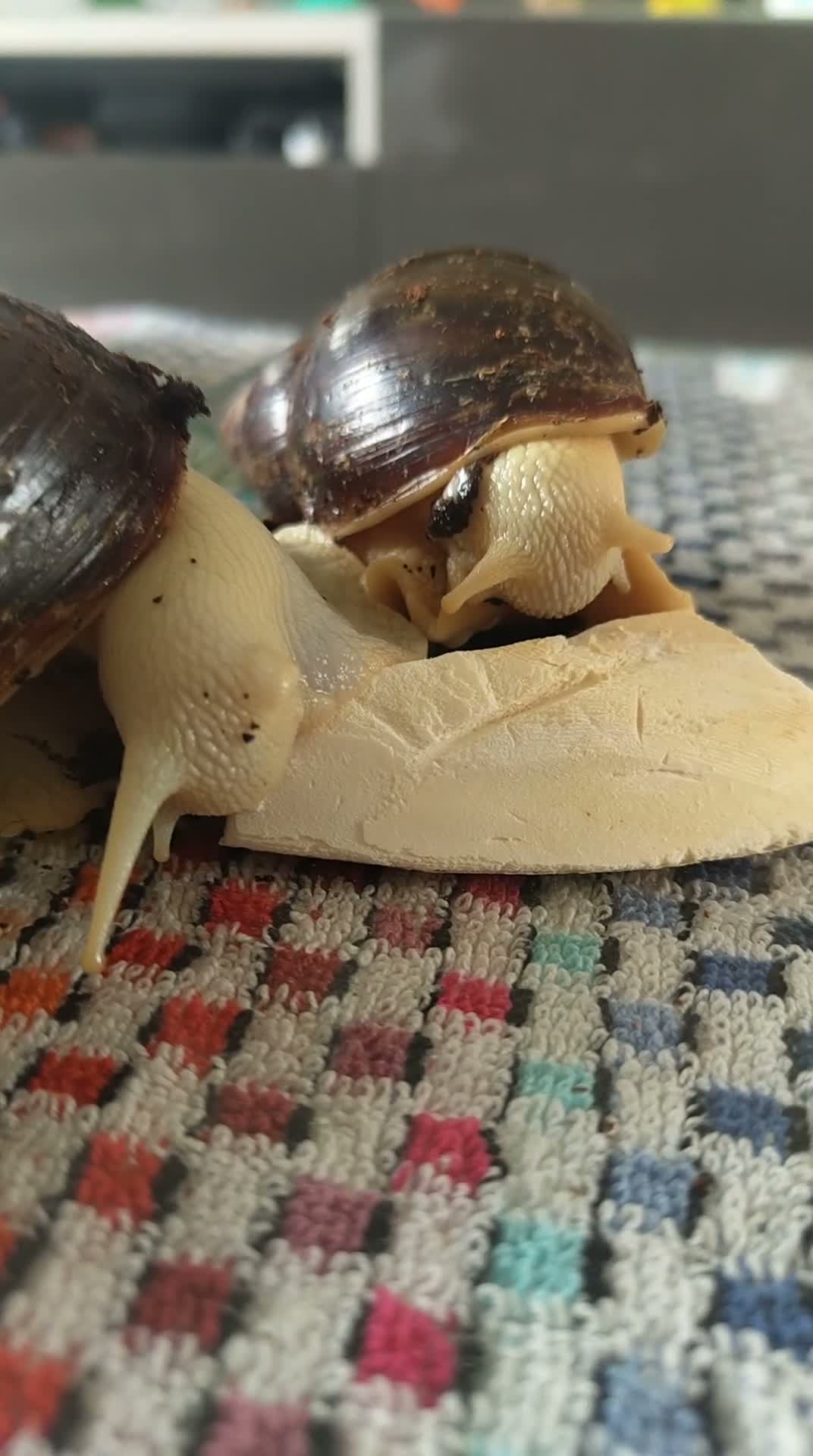 Snails invertebrates for sale: Two Giant African Snails - Video 2