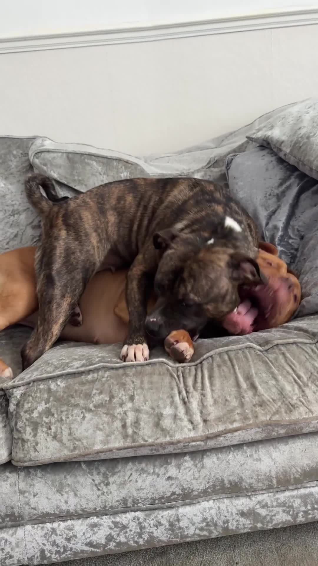 American Bully dogs for sale: American bully and staffy cross for sale-600 in Pontypridd - Video 1