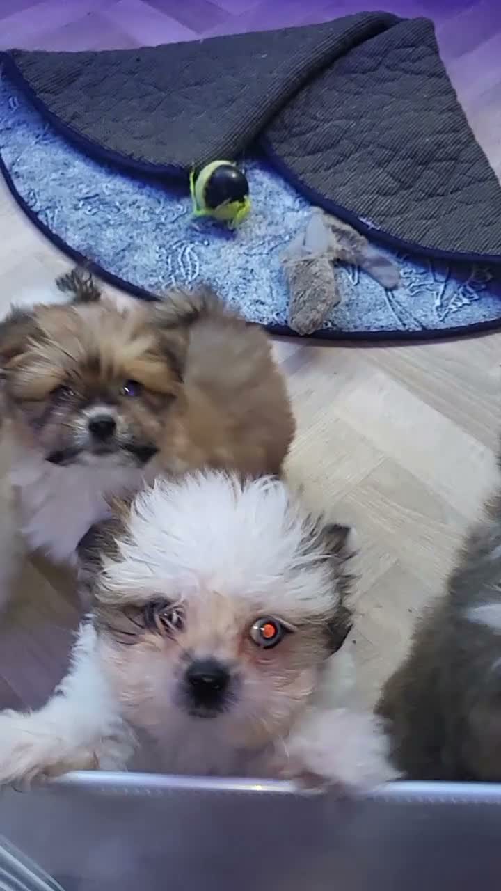 Mixed Breed dogs for sale: Shiranian puppies.  - Video 1