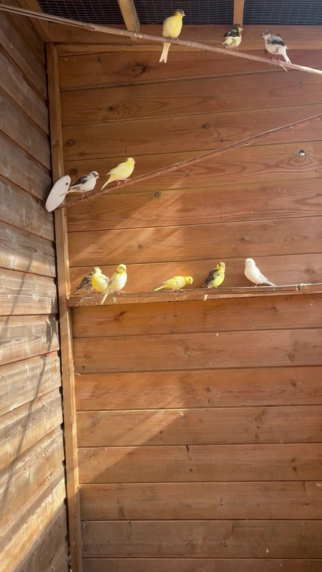 Canaries birds for sale: Fife canaries  - Video 1