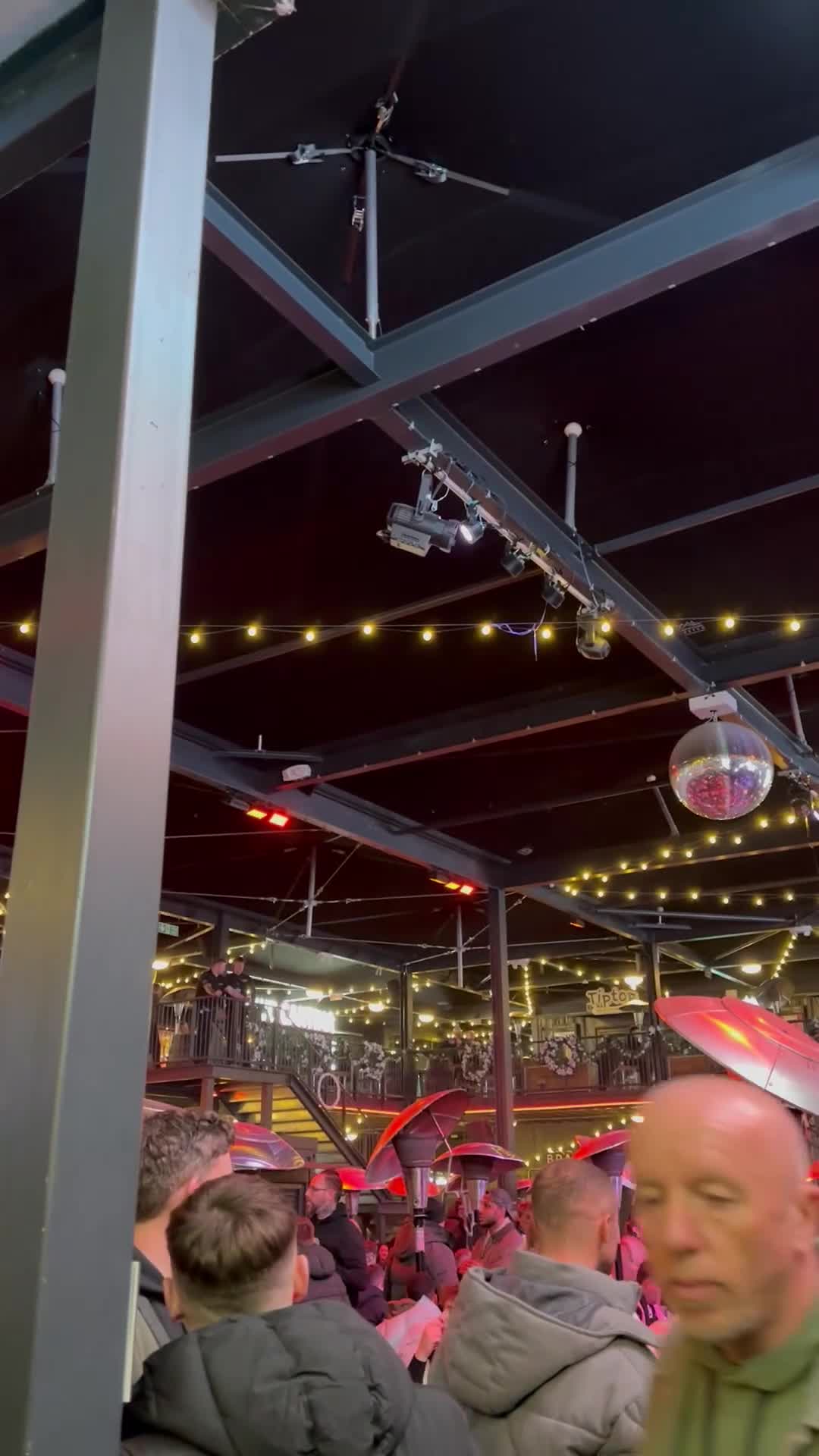 Mixed Breed cats for sale: British short haired Cross - Video 1