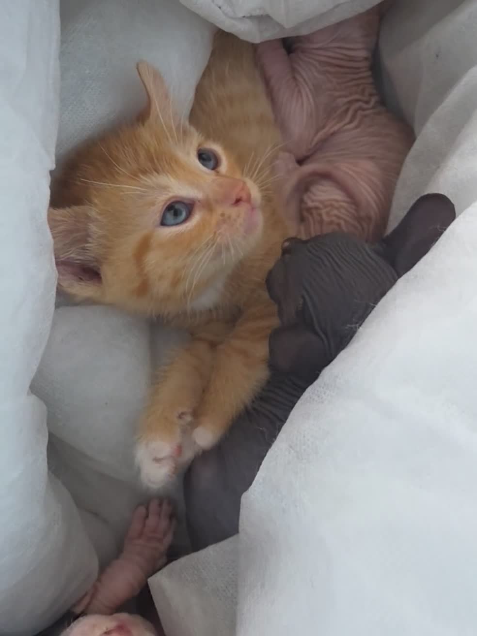 Sphynx cats for sale: Ginger Male Kitten Sphynx x Devon Rex Elf Mix in Hartlepool - Video 5