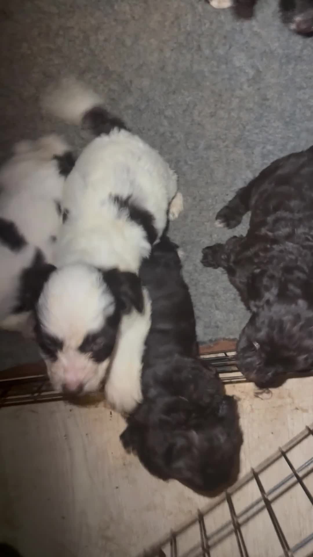 Cockapoo dogs for sale: Miniature cockapoos - Video 1
