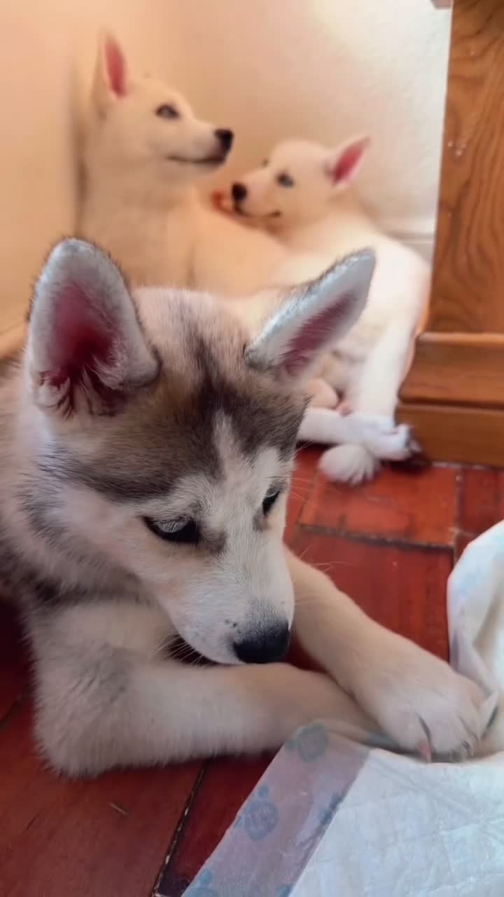 Siberian Husky dogs for sale: Beautiful puppies  - Video 2