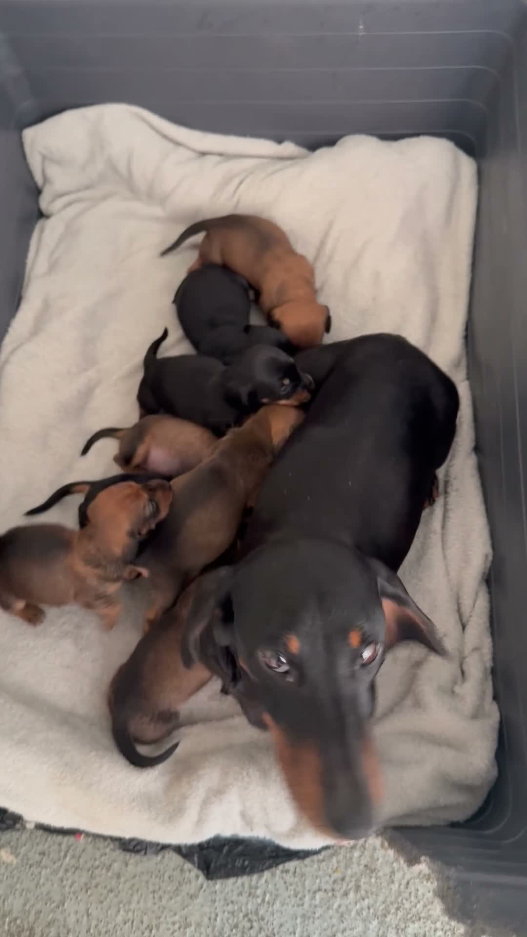 Dachshund dogs for sale: Dachshund puppies  - Video 3