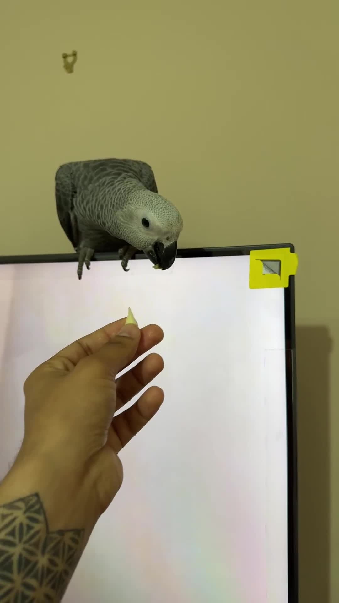 Parrots birds for sale: African grey baby parrot - Video 1