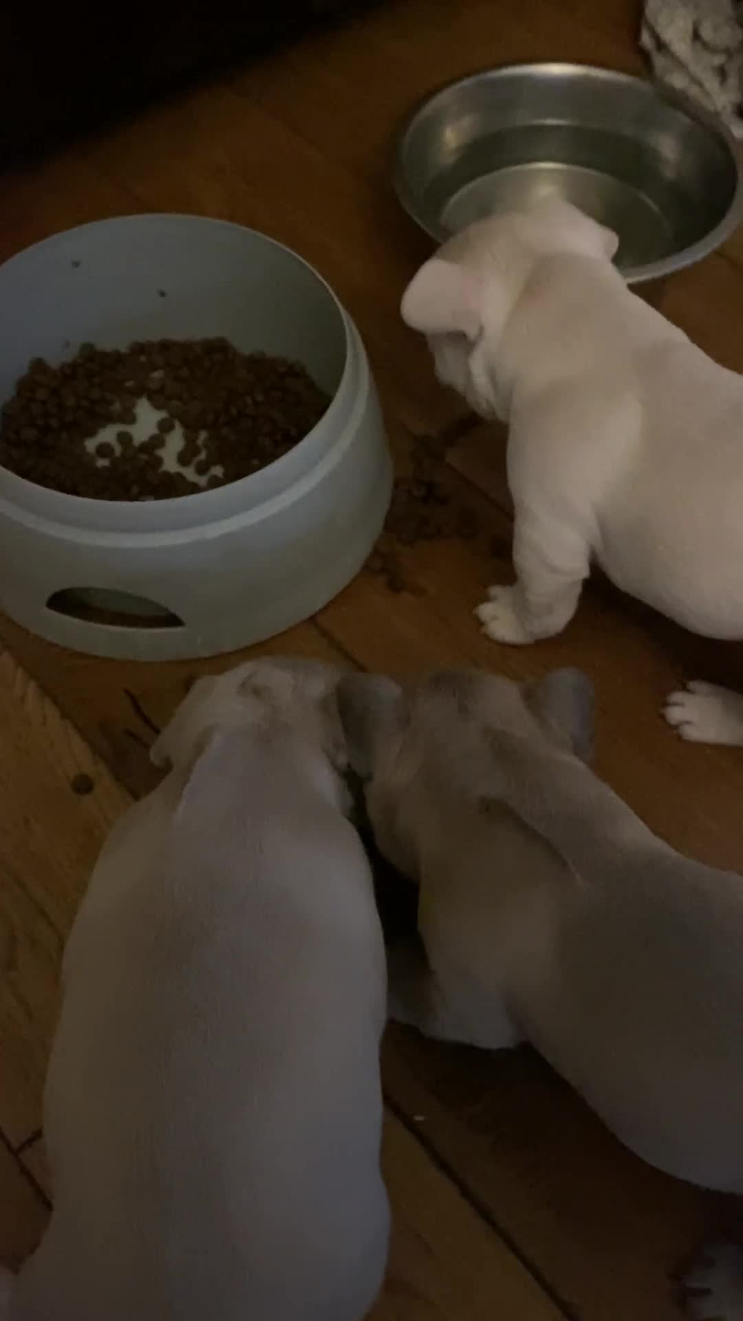 French Bulldog dogs for sale: Ready to leave - Video 3