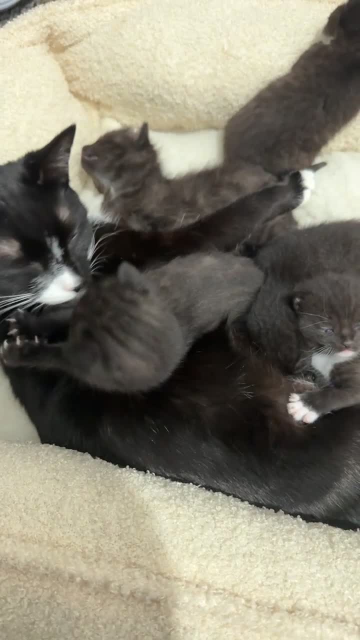 Domestic Shorthair cats for sale: Kittens  - Video 2