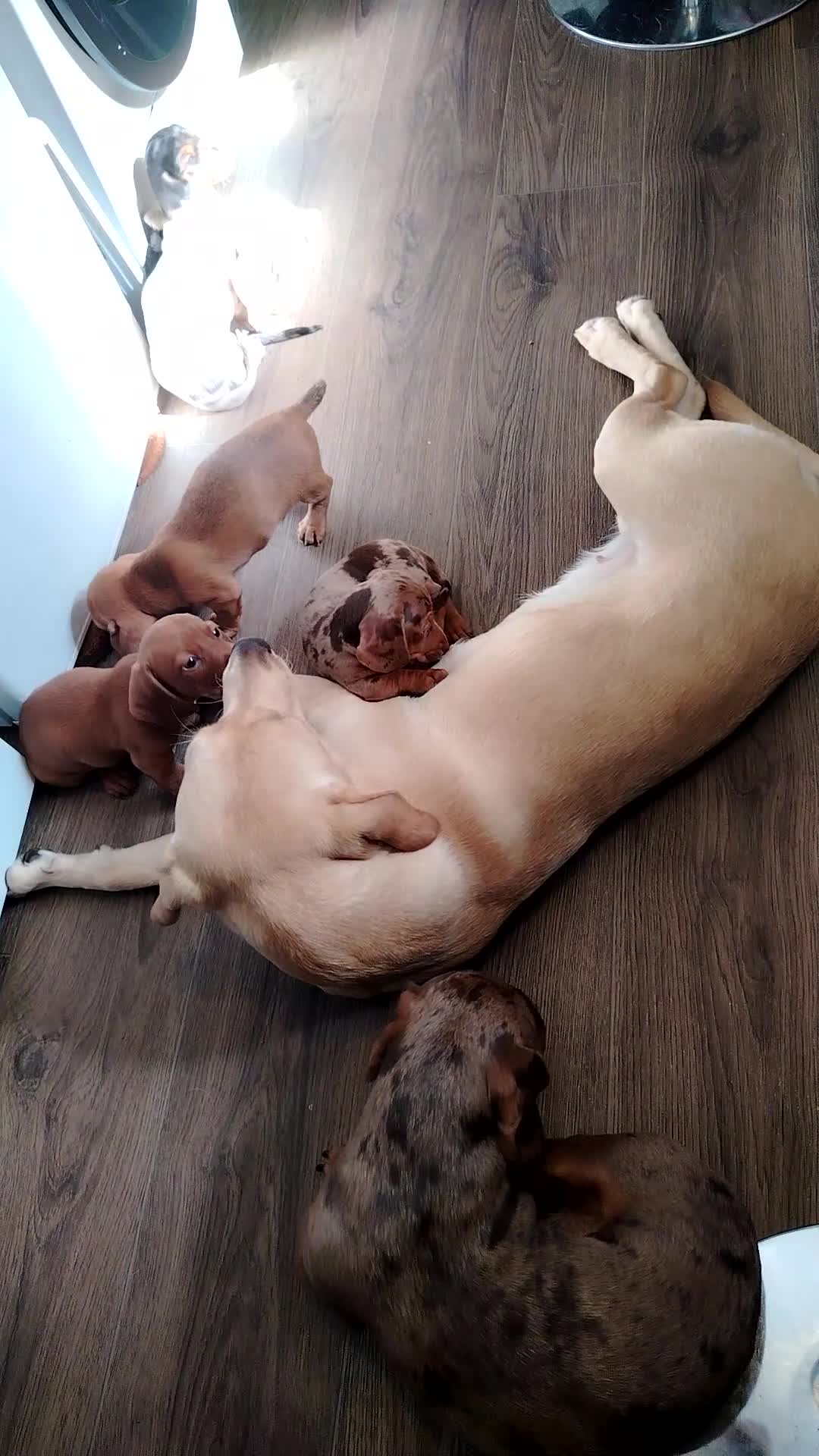 Dachshund dogs for sale: 3 beautiful miniature /dapple boys for sale  - Video 1