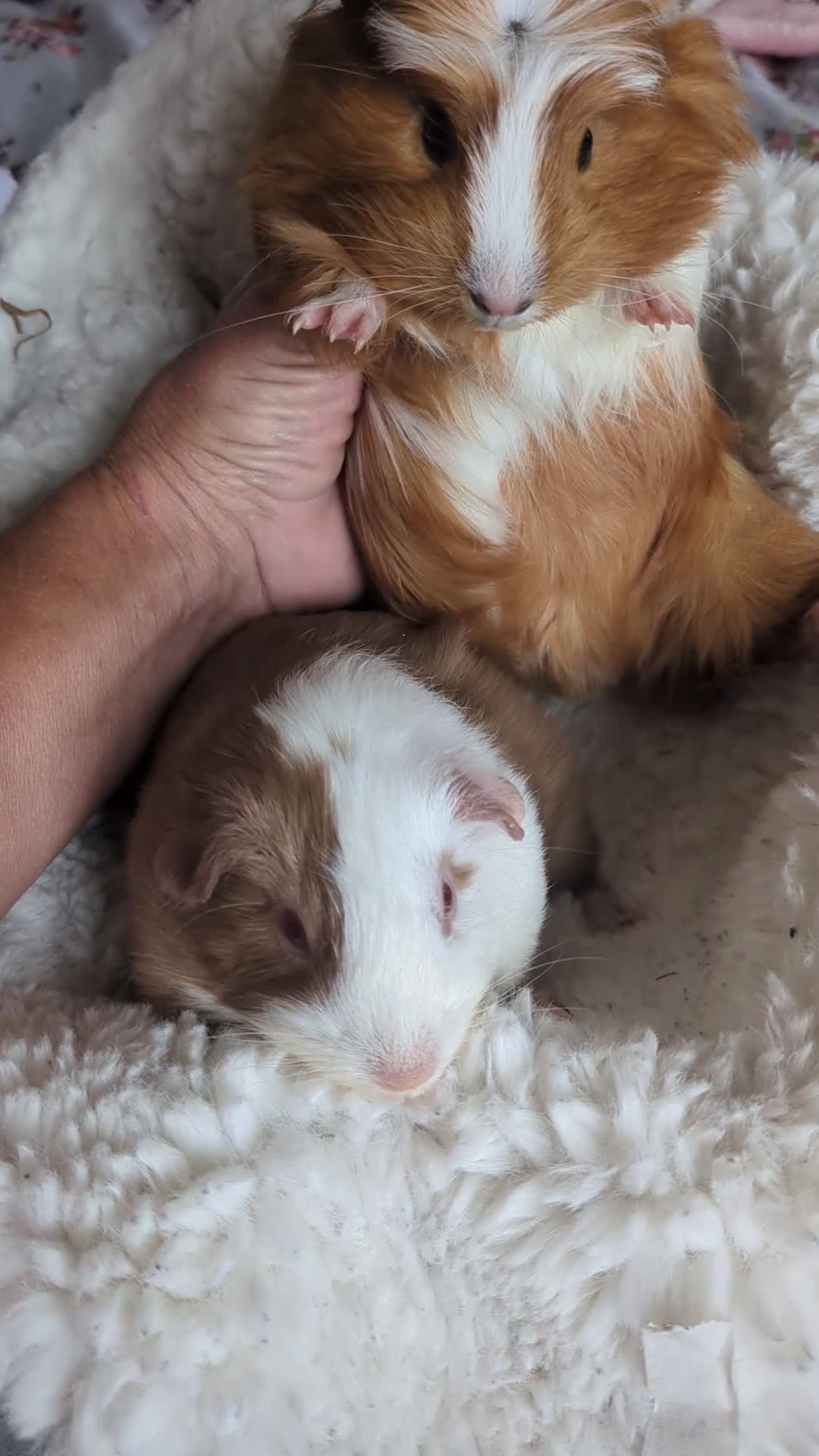 Guinea Pig rodents for sale: Long haired girls in Torquay - Video 1