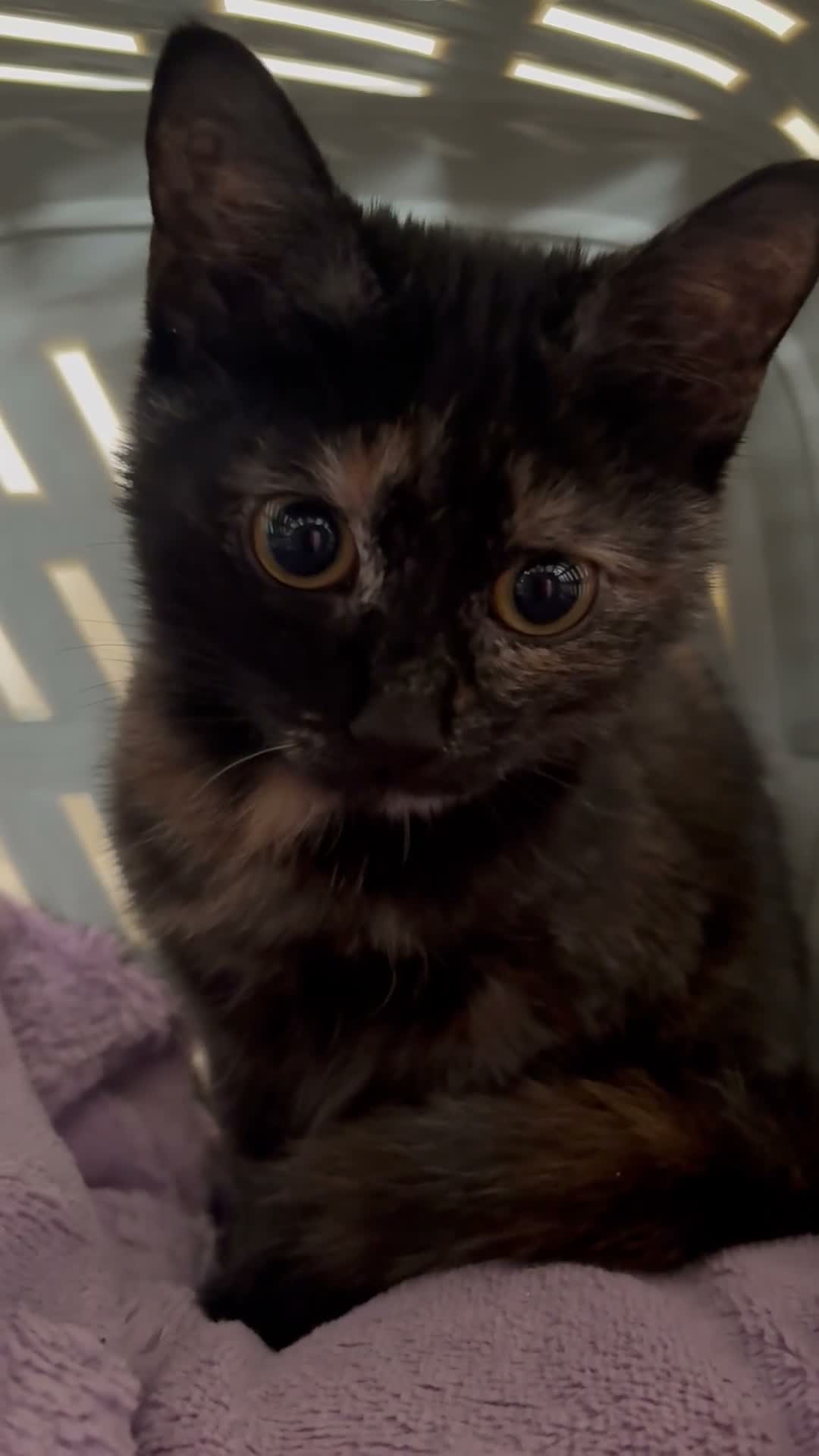 Domestic Shorthair cats for sale: 5month gorgeous tortie kitten  in Leeds - Video 1