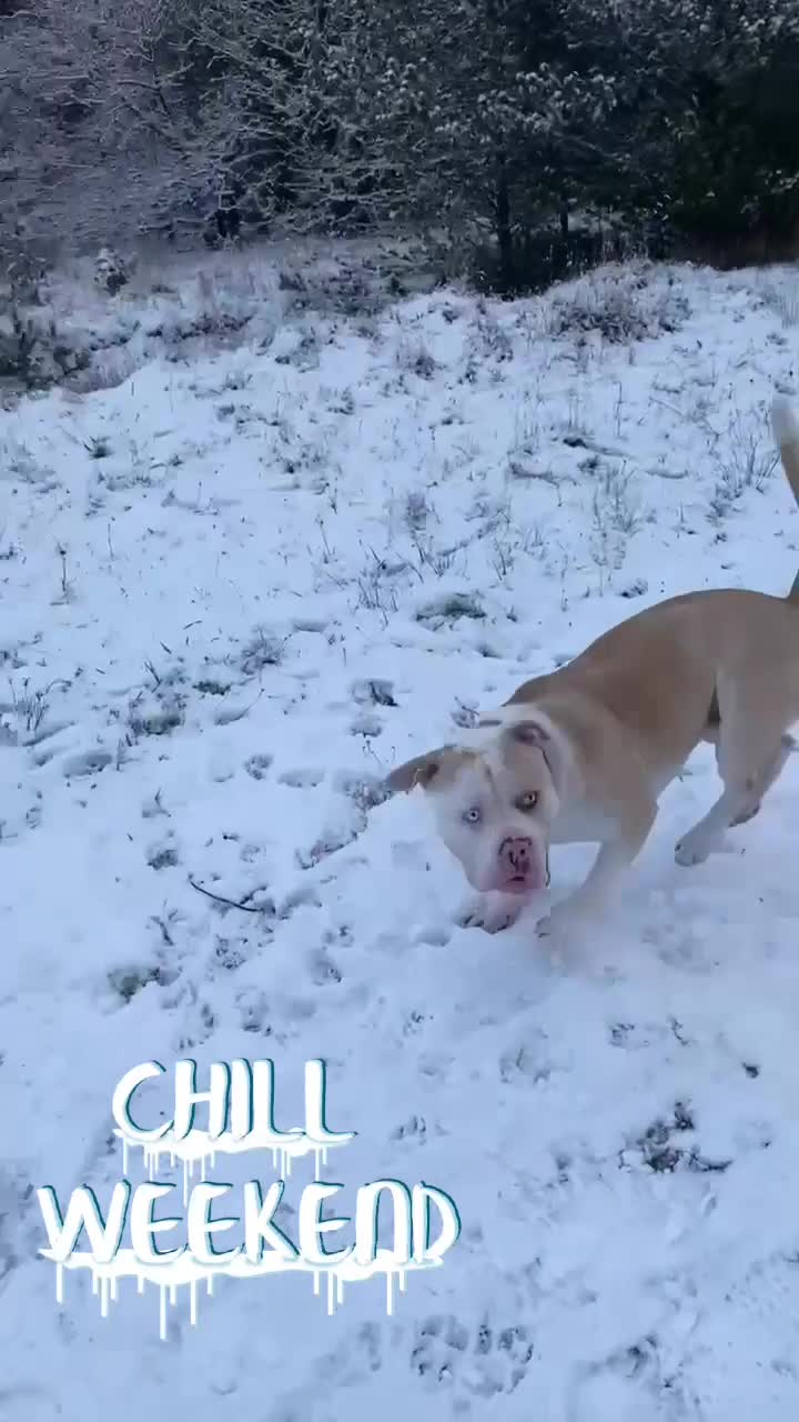 Alapaha Blue Blood Bulldog dogs for stud: Alapaha blue blood bulldog - Video 2