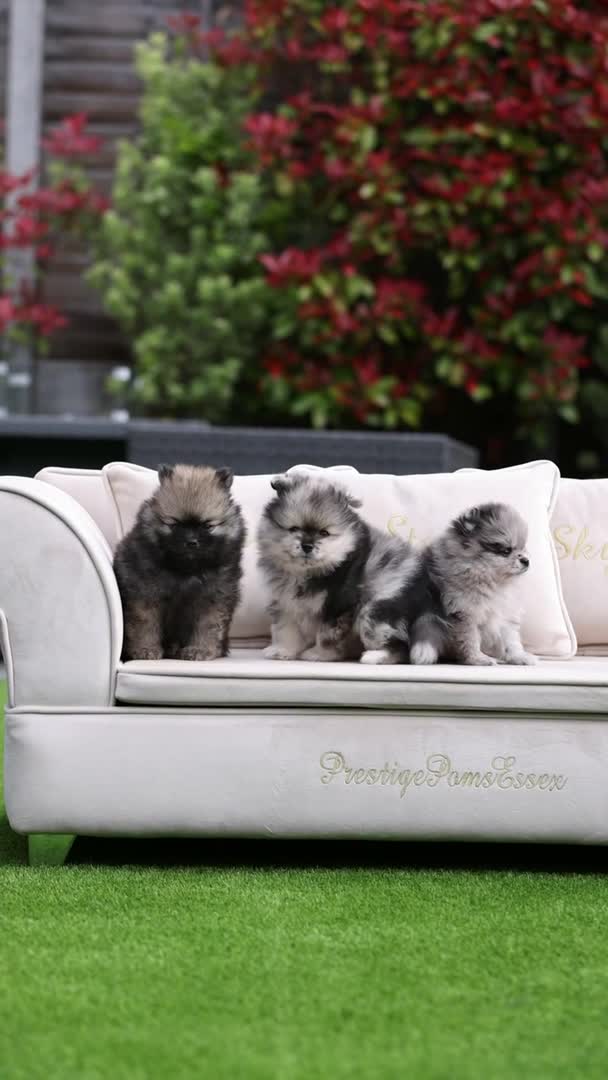 Pomeranian dogs for stud: Chocolate Merle Stud Health Tested in Dartford - Video 2