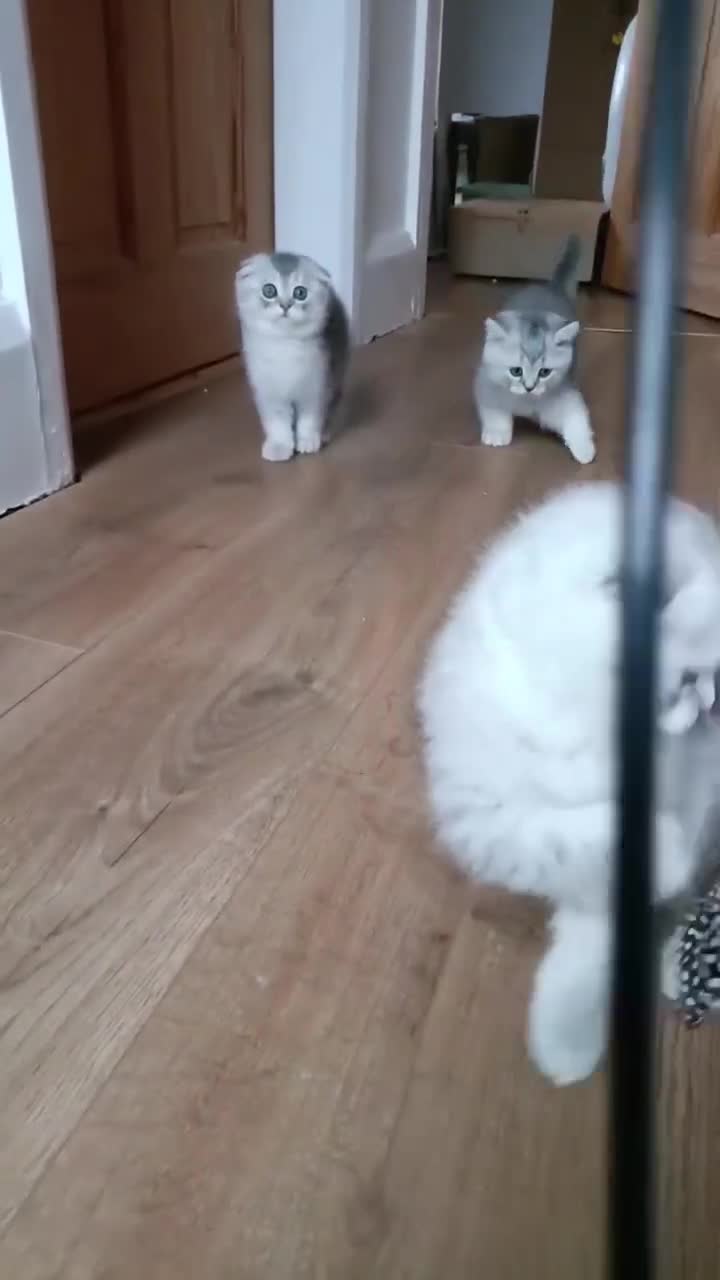 Scottish Fold cats for sale: Scottish Fold kitten  - Video 2