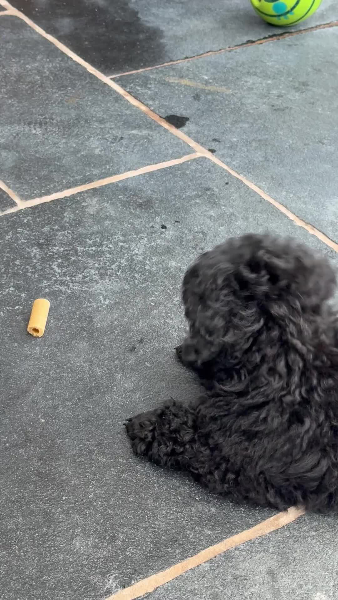 Toy Poodle dogs for sale: Kc registered beautiful toy poodle - Video 1